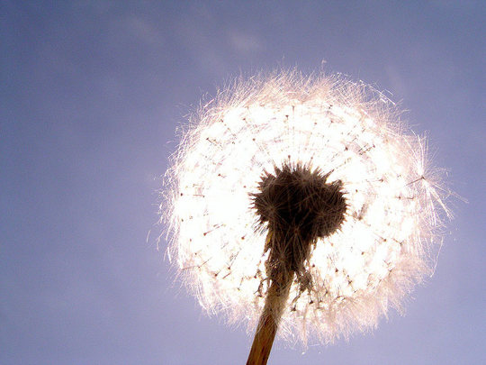 Dandelion in the sun