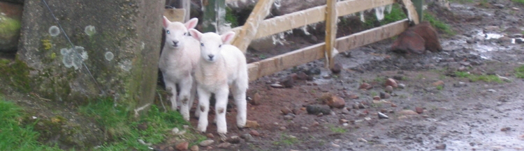 Guardians of Machrie Moor