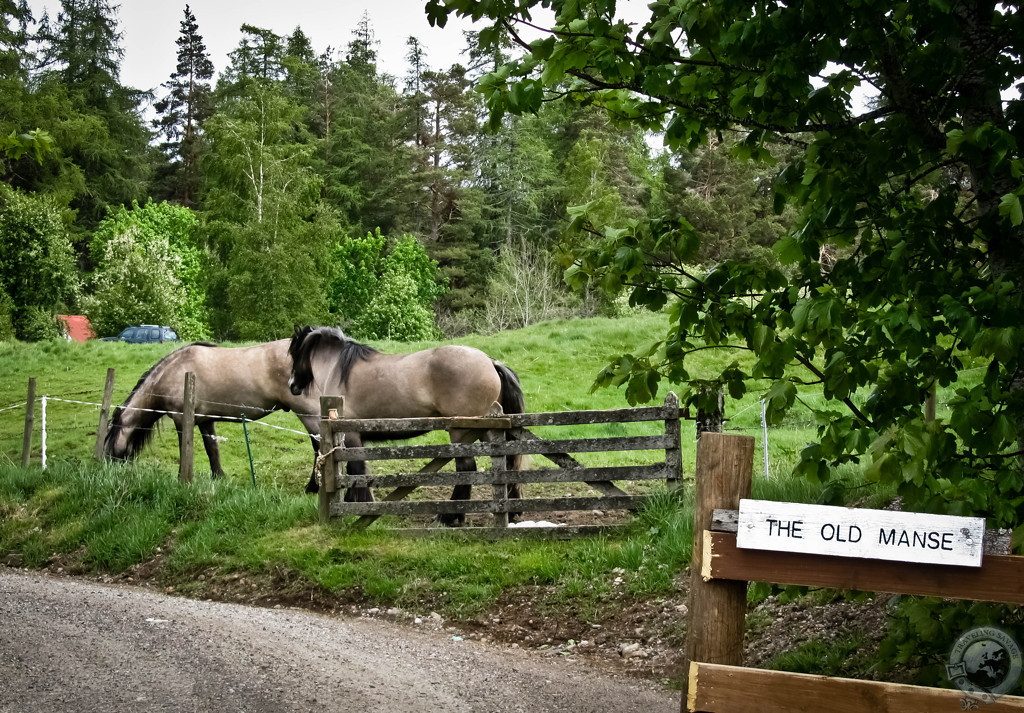 Biking Rothiemurchus' Wild Glory