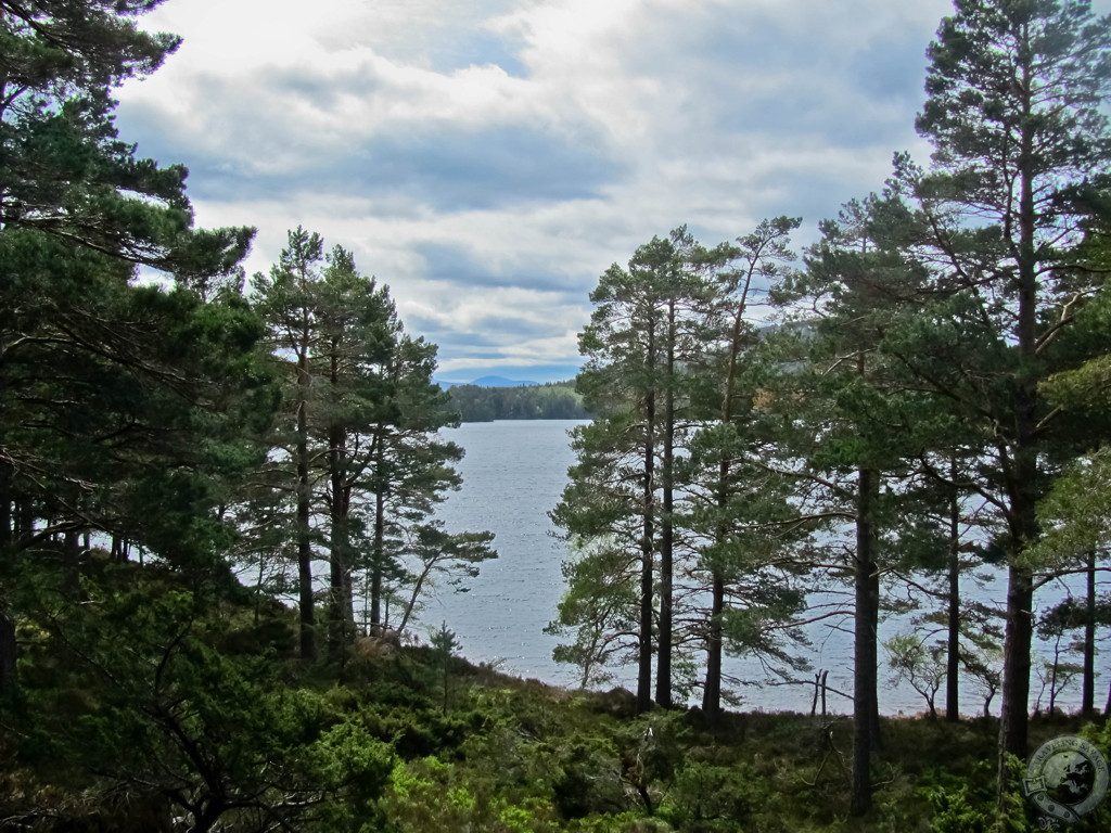 Biking Rothiemurchus' Wild Glory