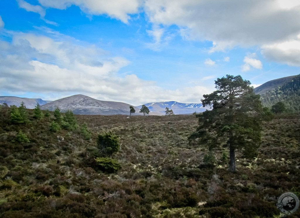 Biking Rothiemurchus' Wild Glory