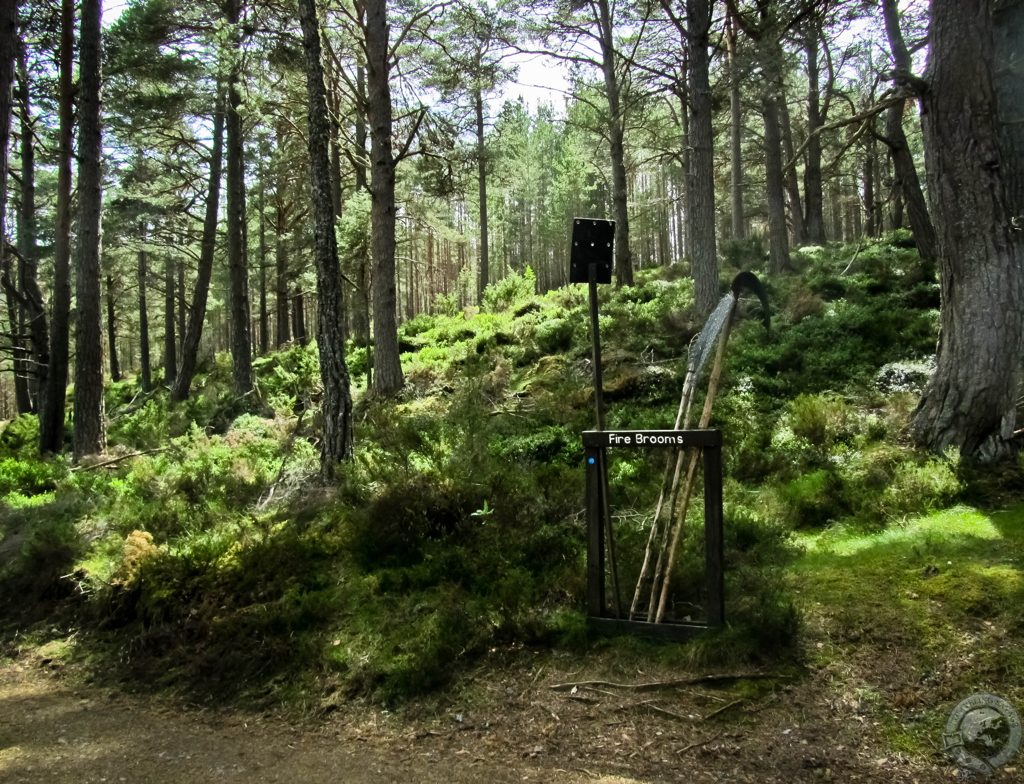 Biking Rothiemurchus' Wild Glory