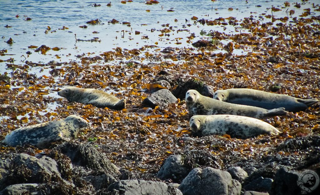 To Staffa and the Treshnish Isles: Crossing the Sea with Turus Mara