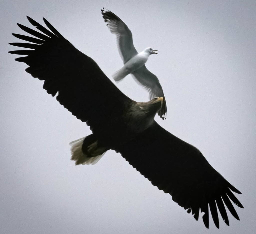 The Sea Eagles That Returned to Mull