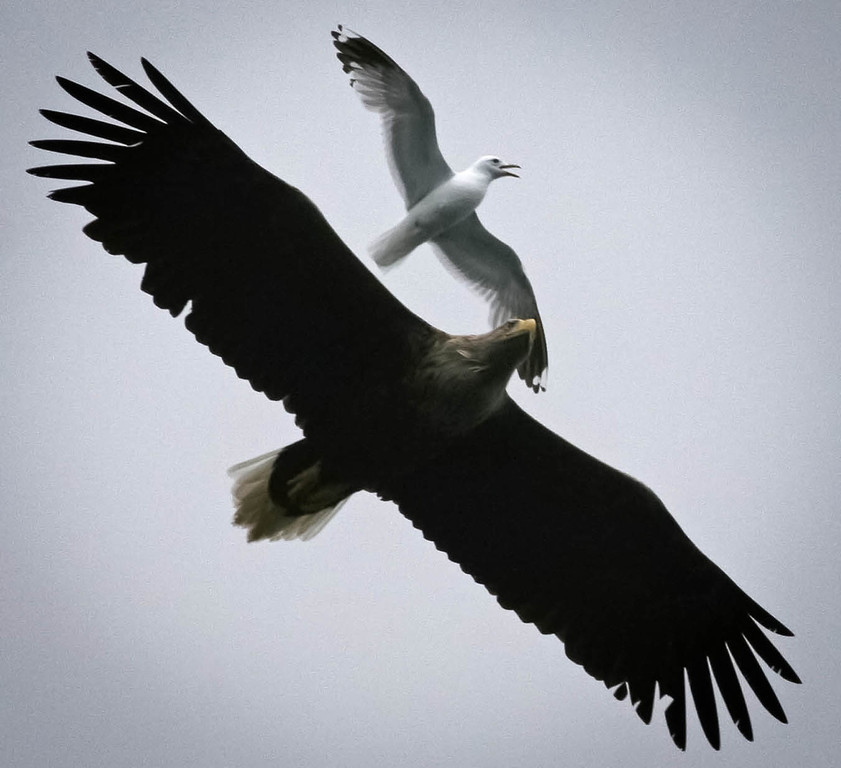 A White-tailed Sea Eagle and a Common Seagull