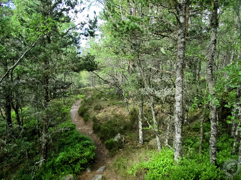 Descending Craigendarroch's Western Slope