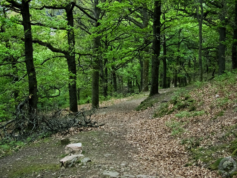 Climbing Up Craigendarroch Hill's Southern Slope