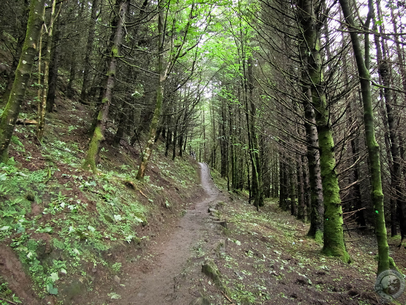 Ascending Through Tote Forest