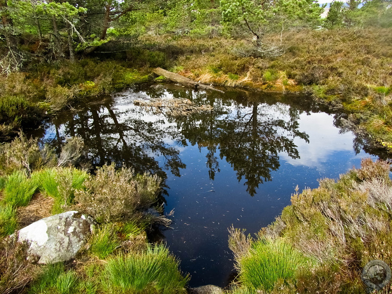 Craigendarroch's Faerie Pool