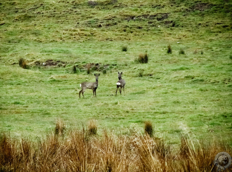 Roe Deer in the Glenlivet Hills
