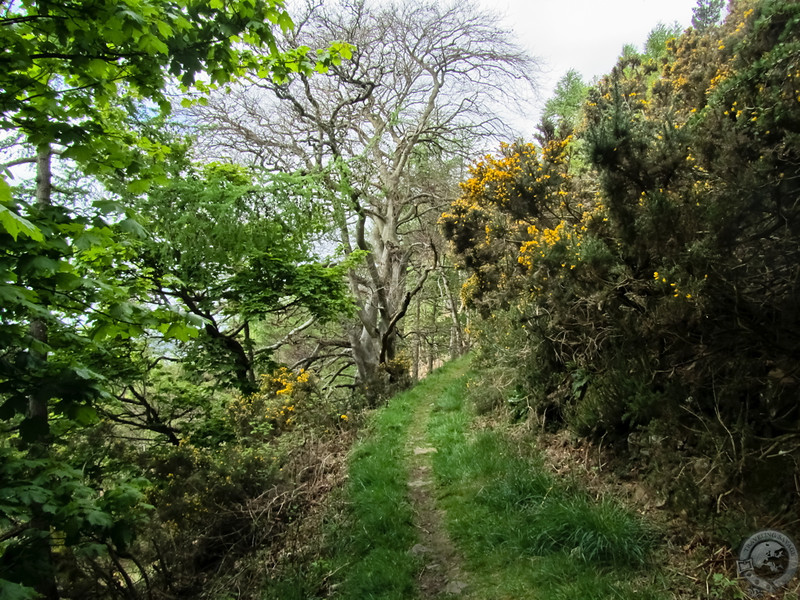 Through the gorse of Moncreiffe Hill