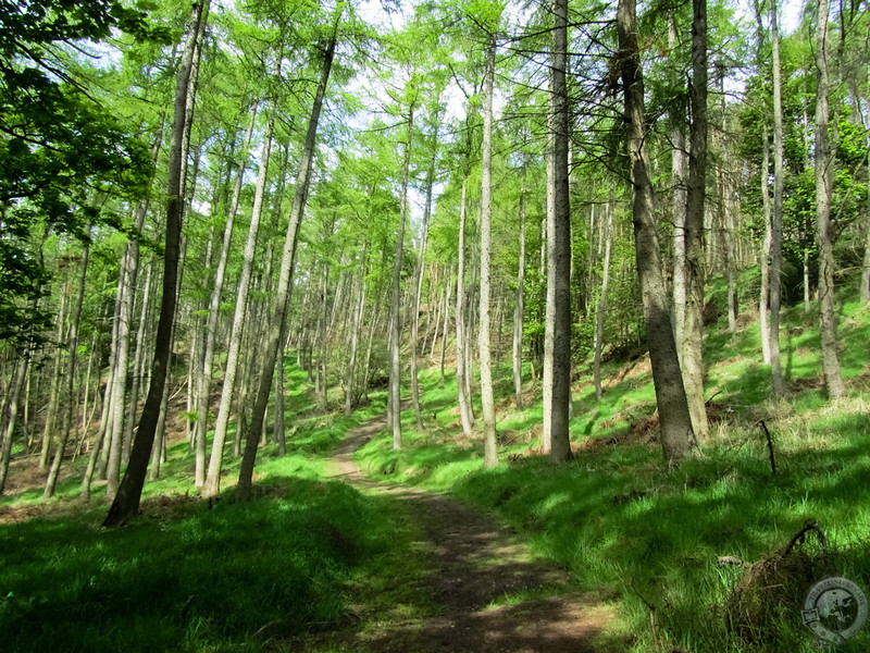 The trail up Moncreiffe Hill