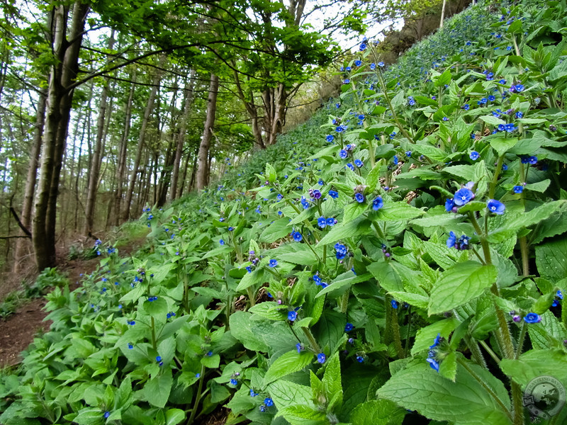 Flowers upon Moncreiffe Hill