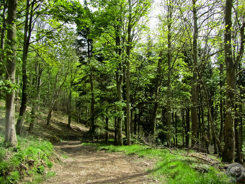 Through Moncreiffe Hill's forest