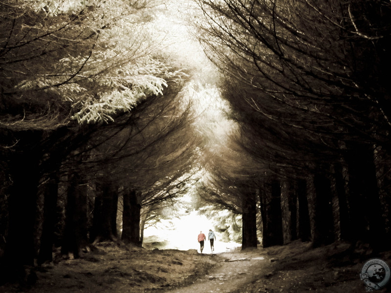 The forest en route to the Old Man of Storr