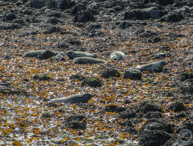 A seal colony on seaweed-strewn rocks