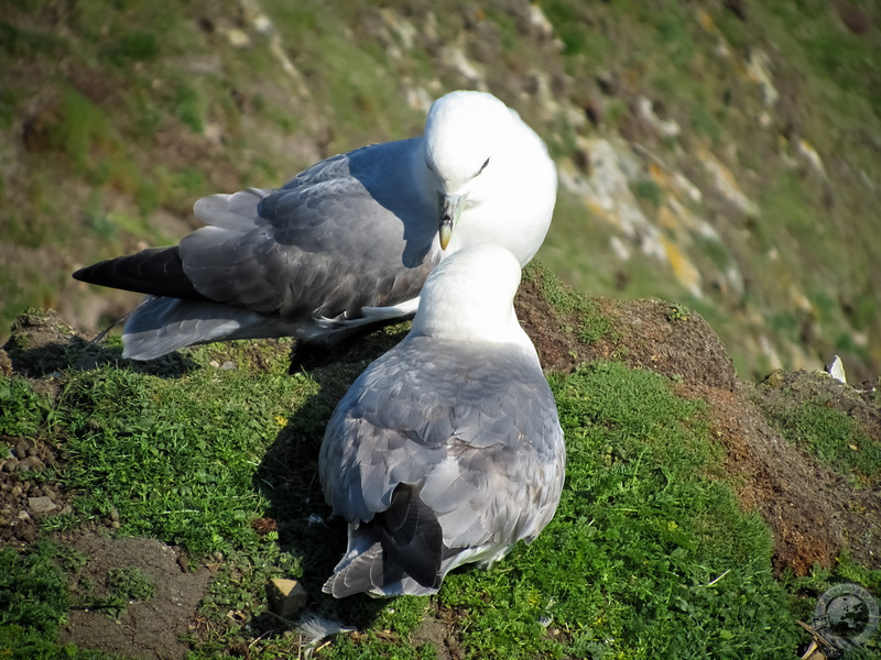 The Shetland Folk Festival