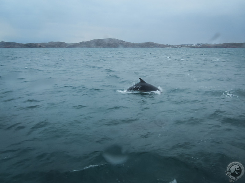A wild Scottish dolphin!