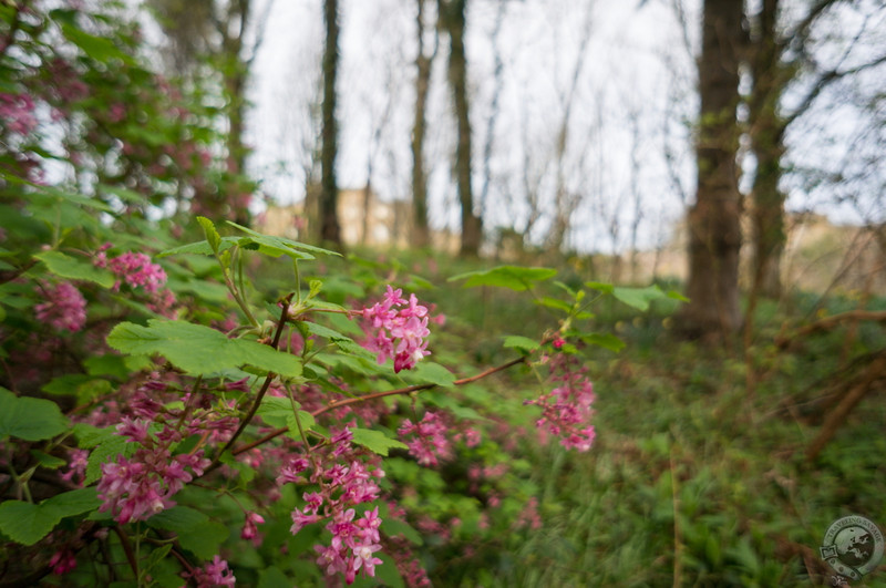 In Culzean Castle's gardens