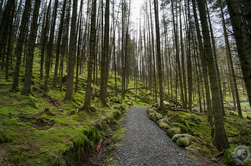 Wooded slopes of Glen Trool