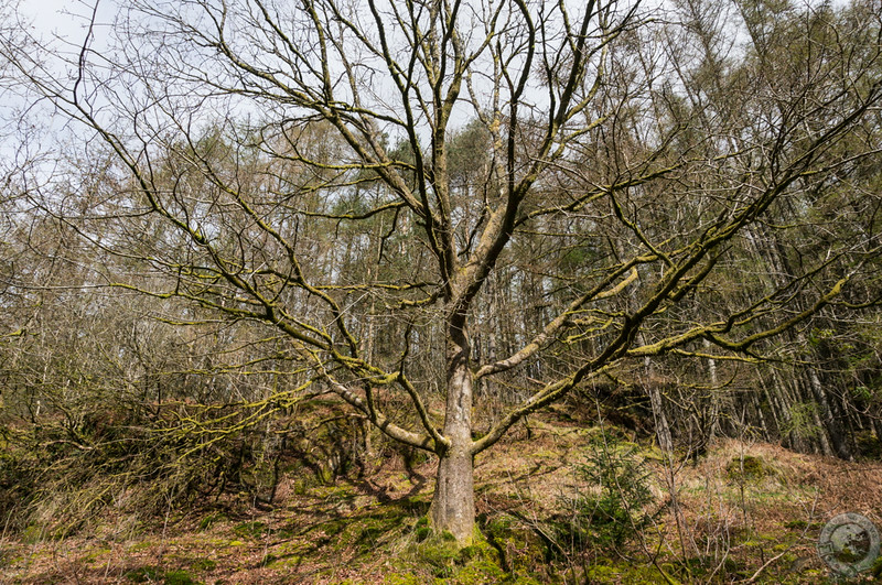 An ancient oak