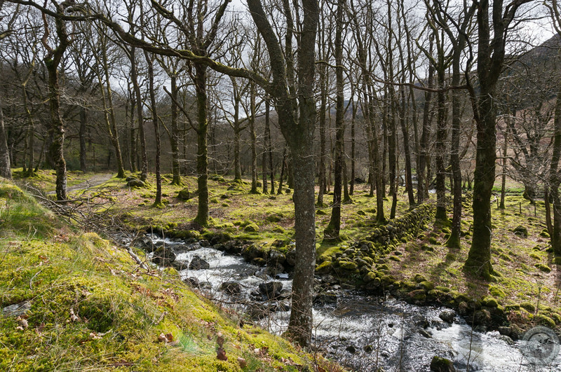 Glen head