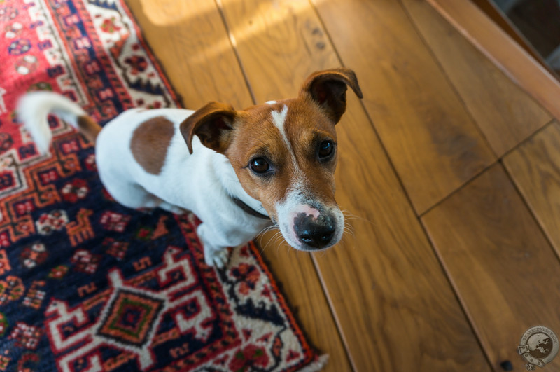 Neil and Mary's pup