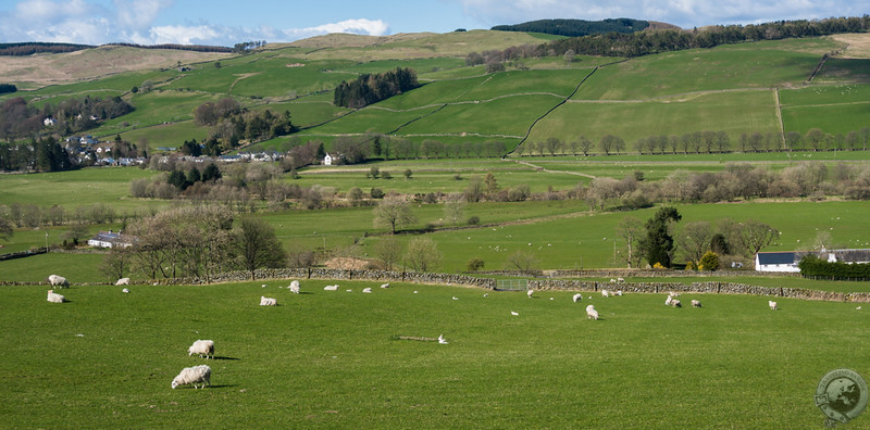 The sheep-flecked hills of Moniaive