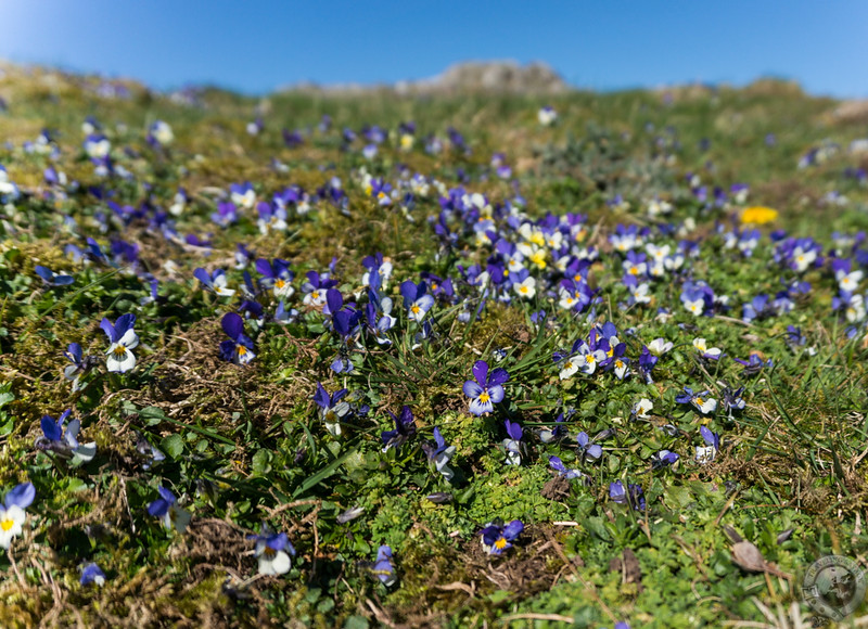 Purple flowers fleck the hills around Smailholm Tower