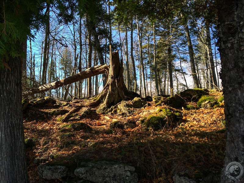 Fallen tree at Cave Point