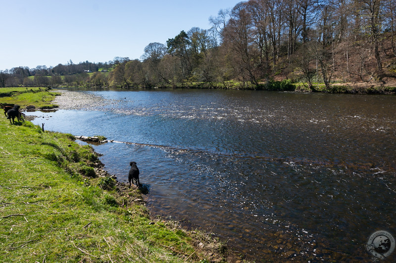 The River Tweed at Abbotsford