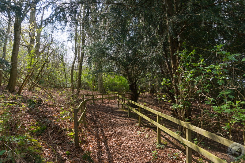 Hiking through Roxburghe's woods