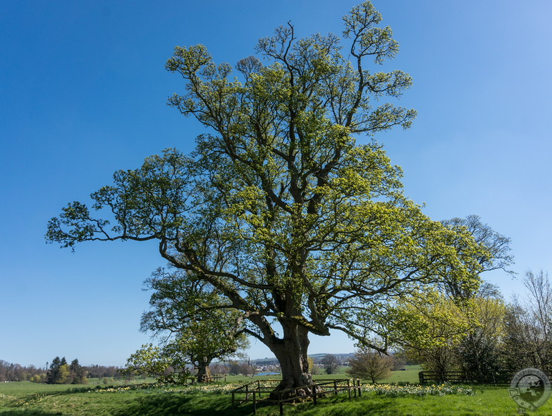 An ancient oak on the grounds of Floors Castle
