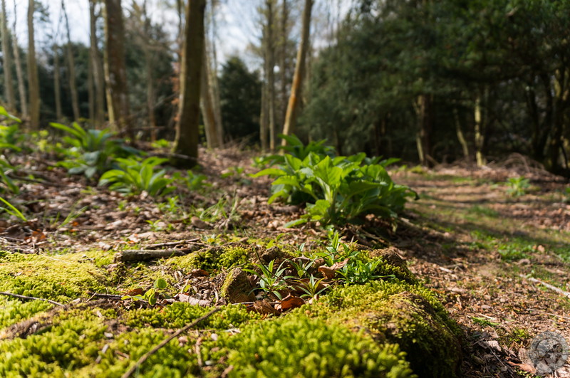 Woodland walk detail