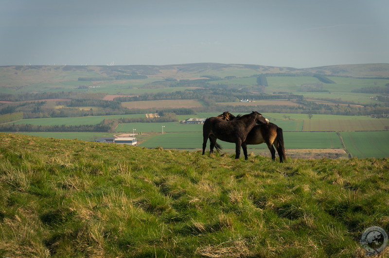 Pony love