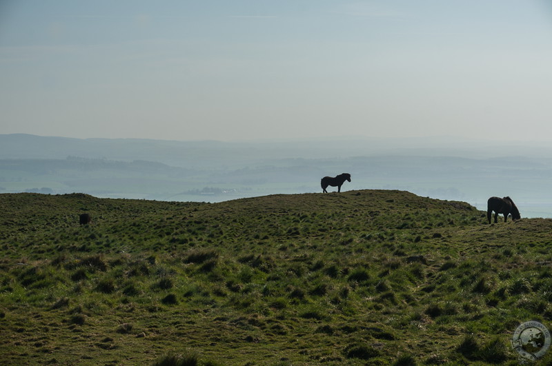 The silhouettes of wild Exmoor ponies