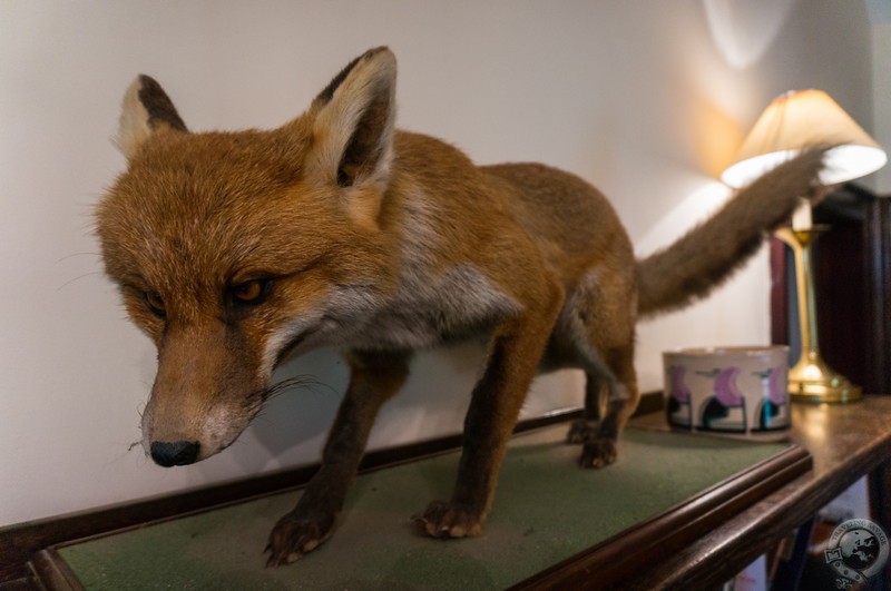 The angry fox of Powis House