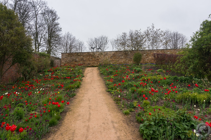 Tulips and cartwheeling shadows