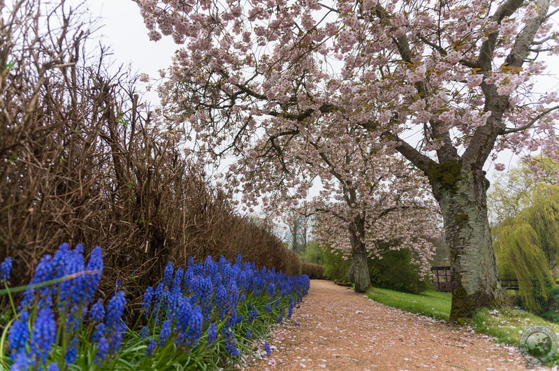 Inside the Cambo Estate's walled garden