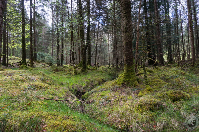 Lush turf in the valley of Glencoe