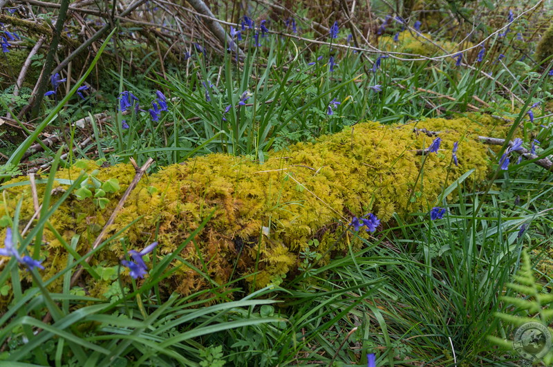 Mossy log is pretty log