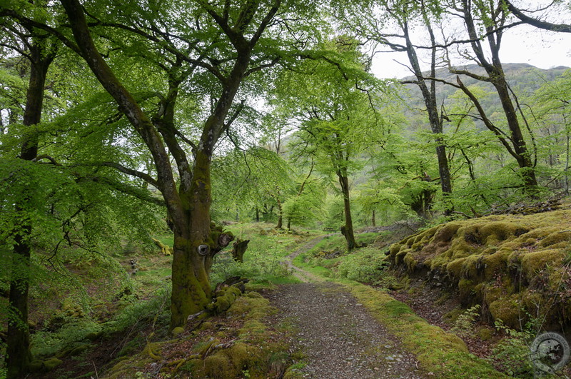 Into the woods of Glen Creran