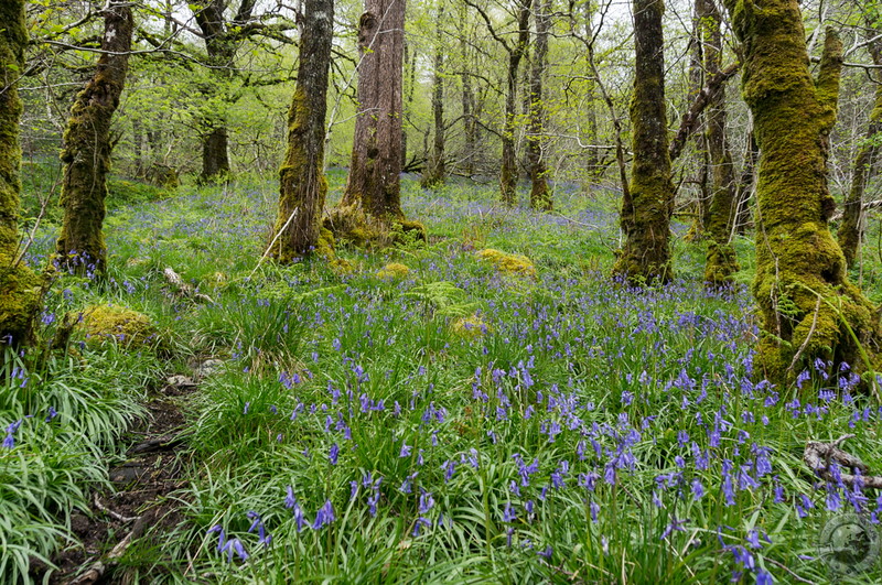 Leaving the Pine Marten Trail