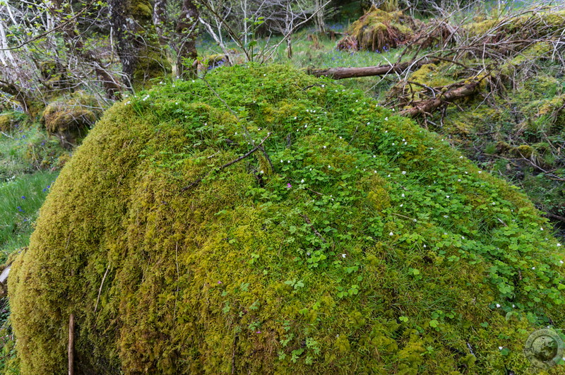 Hungry moss swallows boulder
