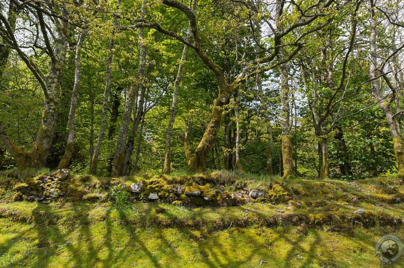 The shadowed grounds of Dunstaffnage Castle