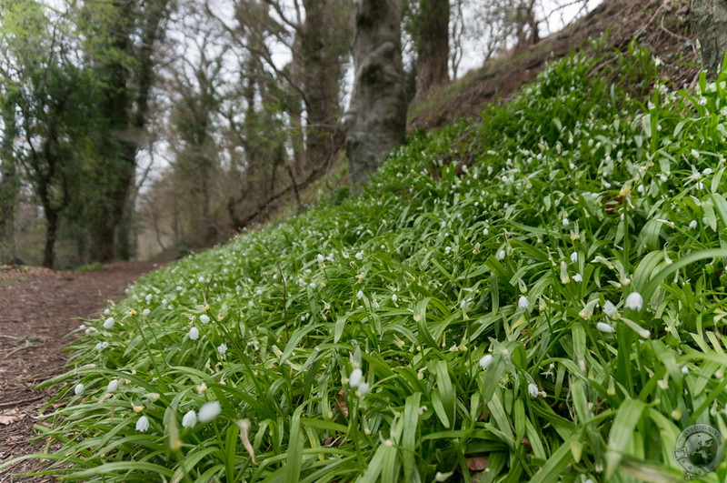 Wild garlic along the path