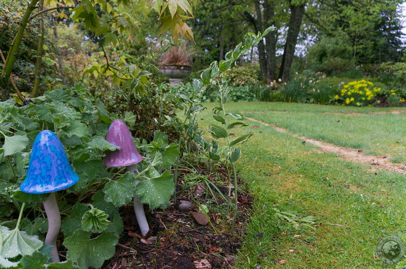 Toadstools in the garden