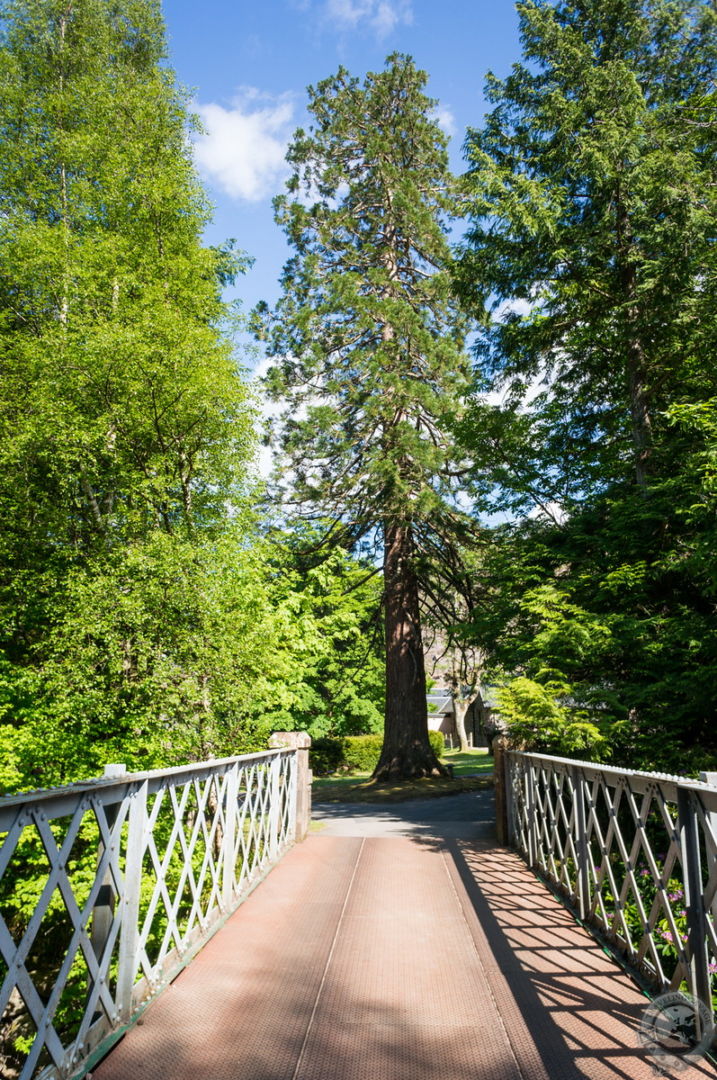 A giant Sequoia behind the Torridon Hotel