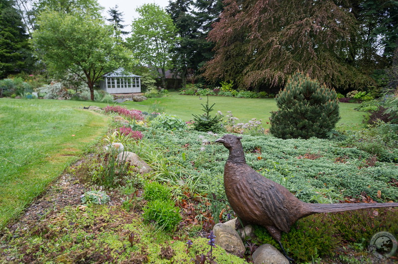Garden grouse