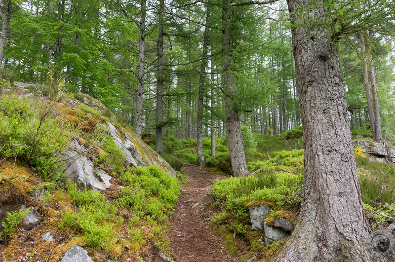 Beautiful pine forest surrounds Rogie Falls